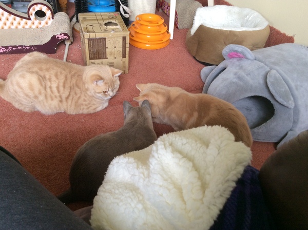 Having kittens- should I get 2 boys/2 girls or 1 of each