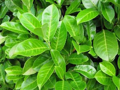 Laurel