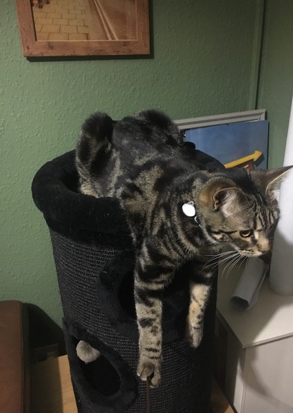 What's your dcat doing today?