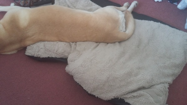 What does your large dog sleep on?
