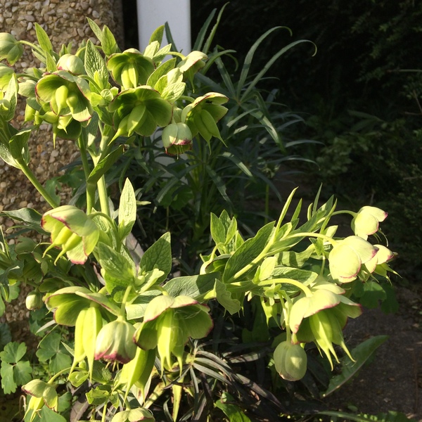 Is this a weed?