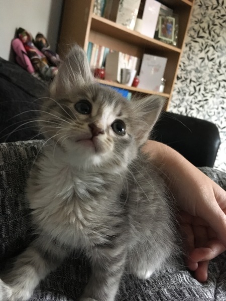 We've adopted a kitten!
