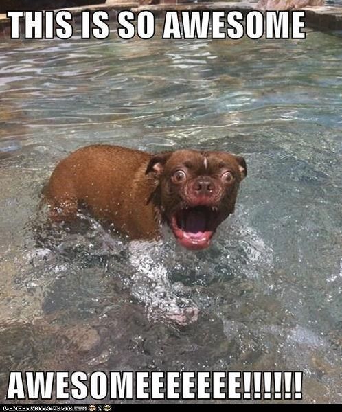 To find the increasing humanisation of animals ridiculous?