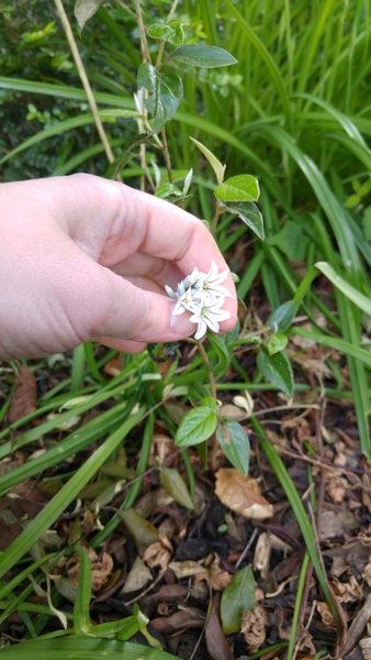 Does anyone know what these are?