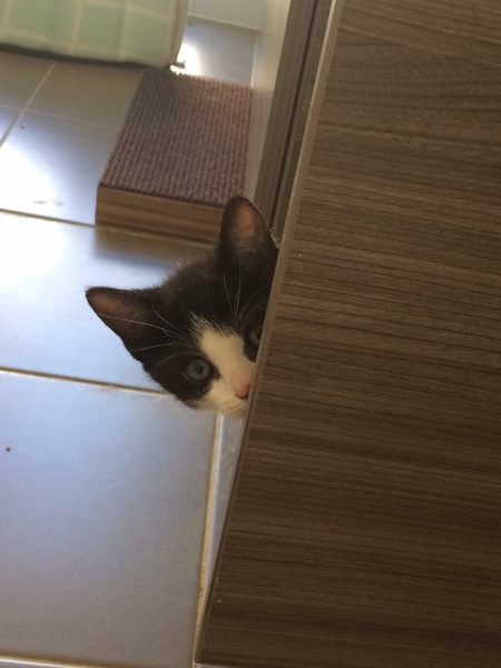 I caved and we've now got a cat