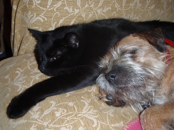 Show me your border terriers