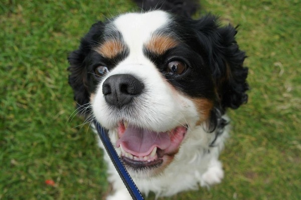 To think that my dog is not 'just a dog'?