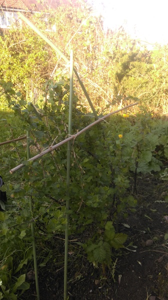 Allotment/Veg Patch -Thread  8 - Its spring - time to get busy!
