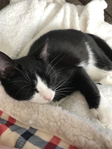 Are black and white male moggies generally friendly?