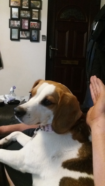 To think that my dog is not 'just a dog'?