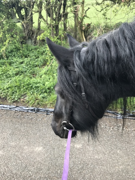New pony- when to ride?