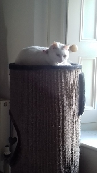 What's your dcat doing today?