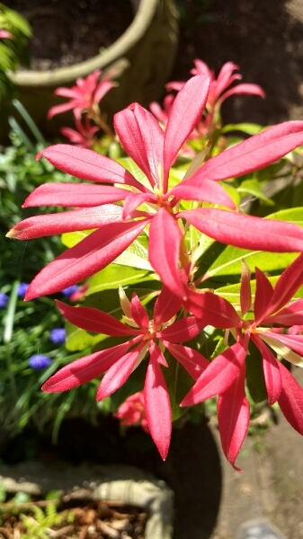 Plant ID please
