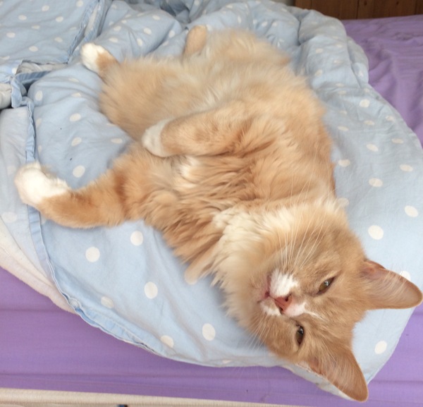 Why I never make the bed