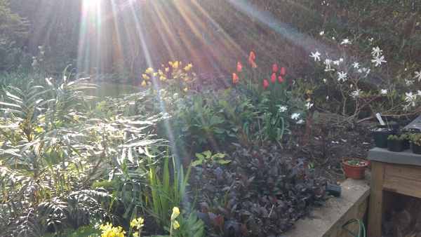 Shady characters - a permanent home for shade garden suggestions!