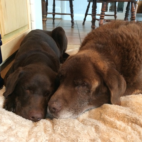to wonder how something so cute can make that smell?!
