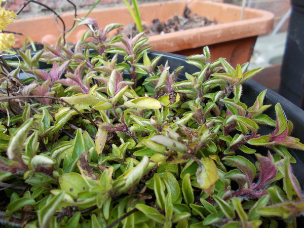Anyone know what this herb is?