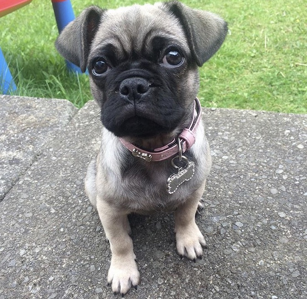 Tell Bought By Many Pet Insurance about your pets’ biggest mishaps - £300 voucher to be won NOW CLOSED
