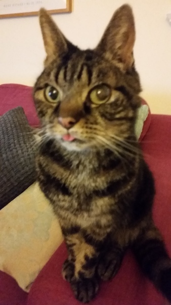 My cat hasn't come home