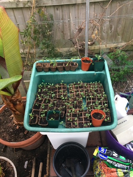 Allotment/Veg Patch -Thread  8 - Its spring - time to get busy!