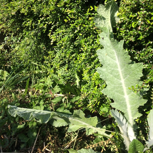 Is this a weed?