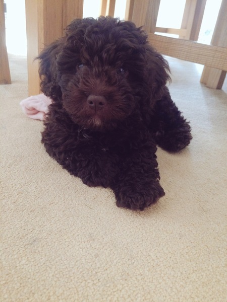 Does anyone fancy a 'puppy survival' thread?