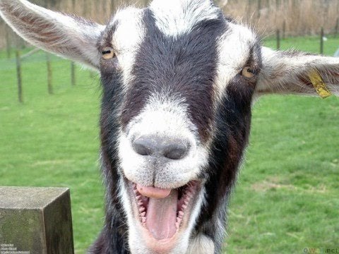 AIBU to want my goat?