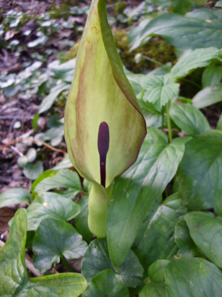 Can anyone identify this odd green stalk....