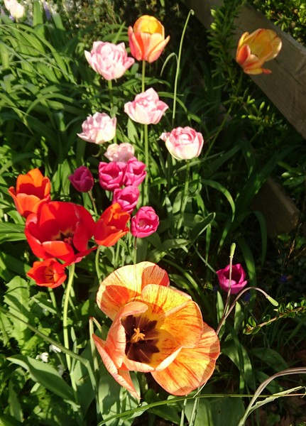 Allotment/Veg Patch -Thread  8 - Its spring - time to get busy!