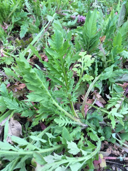 To ask what these plants are?