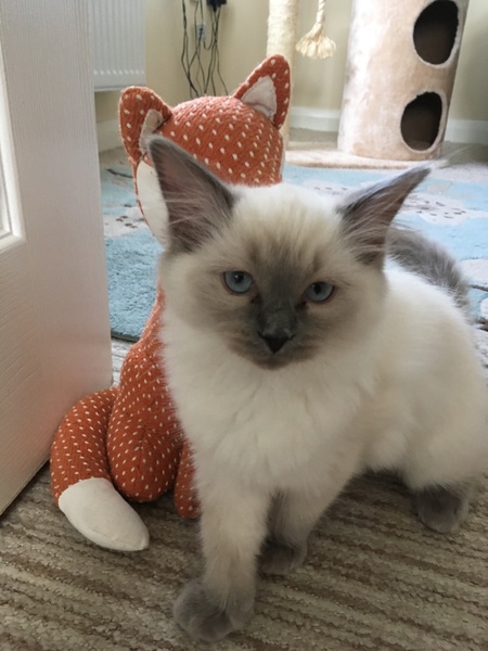 Devastated over the loss of my boy