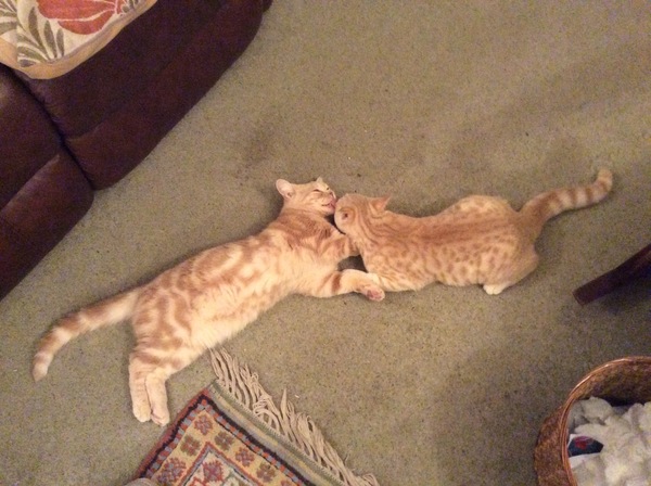 Having kittens- should I get 2 boys/2 girls or 1 of each