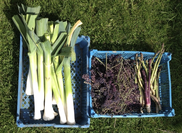 Allotment/Veg Patch Thread 9 - Spring is sprung, its getting really busy!