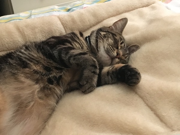 What's your dcat doing today?