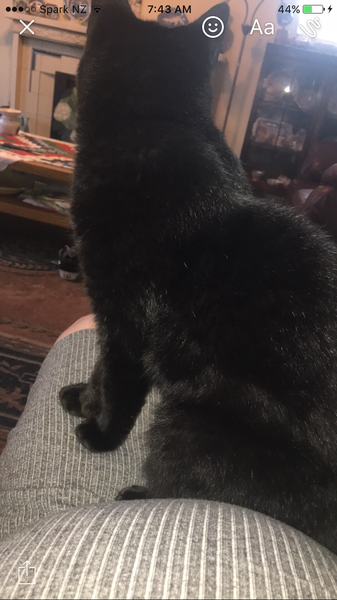 May 2017 #11 Not long to go until the first baby shows!