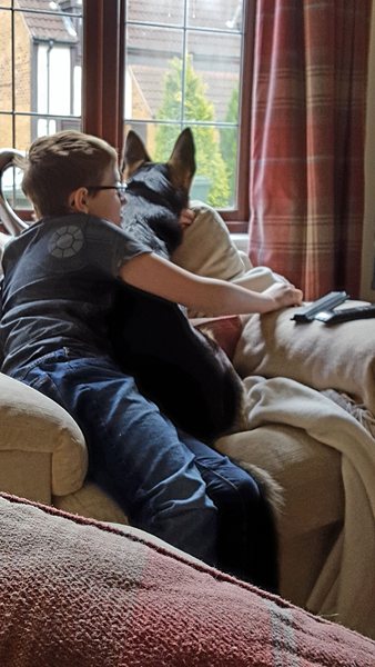 Has anyone got experience of adding a dog to the family if your DC has ASD?