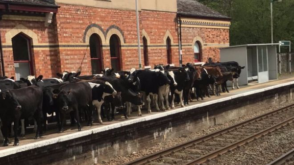 Who let the cows out? Moo, moo, moo moo! Will Pip be caught out, and will Matt or Justin bowl a maiden over? Discuss The Archers here