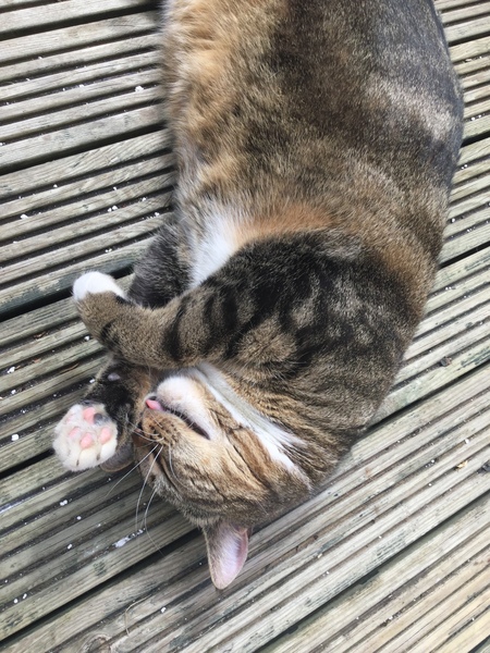 What's your DCat up to today? Pt 2
