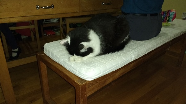 Are black and white male moggies generally friendly?