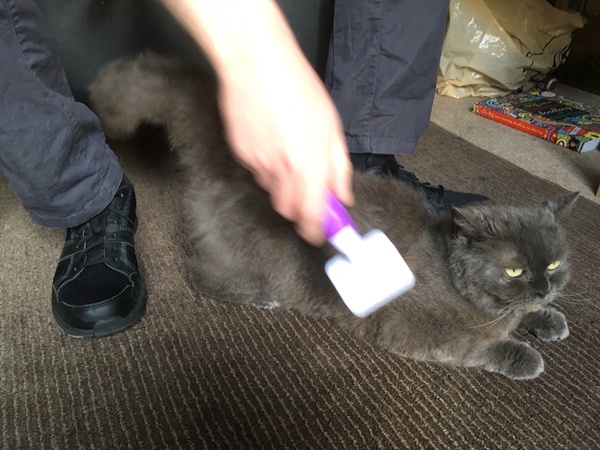 What's your dcat doing today?