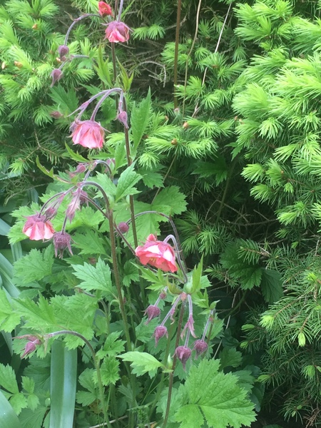 Flower ID please