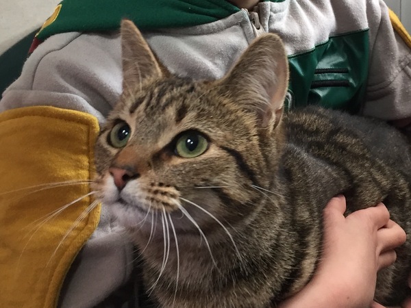 New cat coming tomorrow, catastrophe yesterday