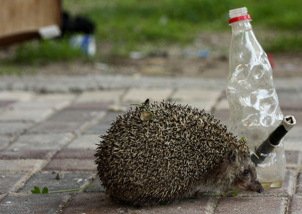 Is my hedgehog fucked? (Pics)