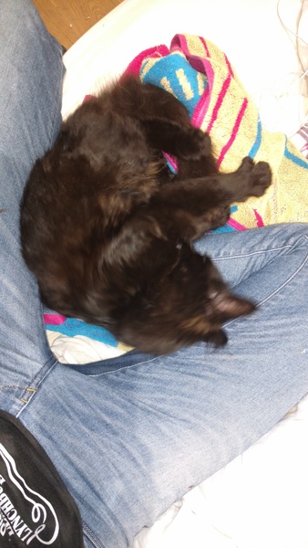 Aquired a stray kitten - what do i do?