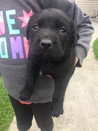 to jump on the bandwagon? (name for puppy!)