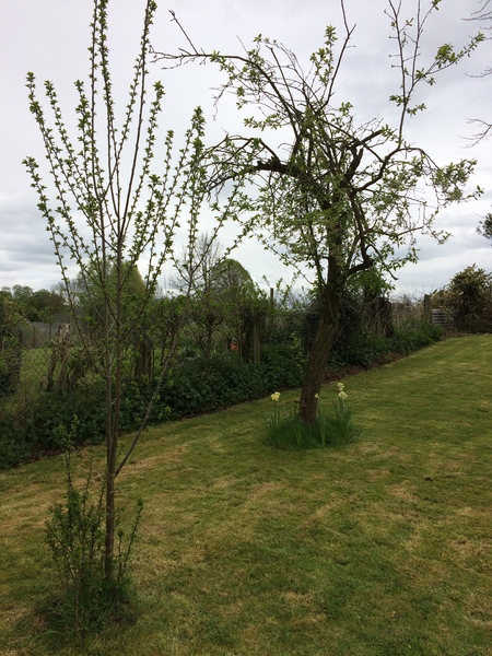 Allotment/Veg Patch -Thread  8 - Its spring - time to get busy!