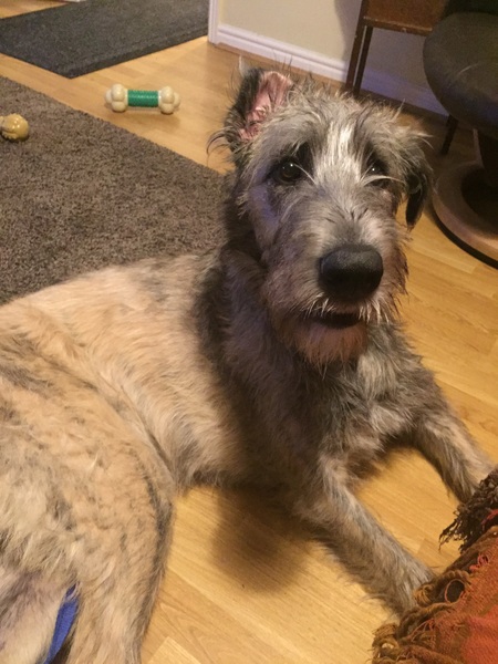 To have four large dogs in the home with my family?