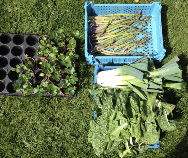 Allotment/Veg Patch -Thread  8 - Its spring - time to get busy!