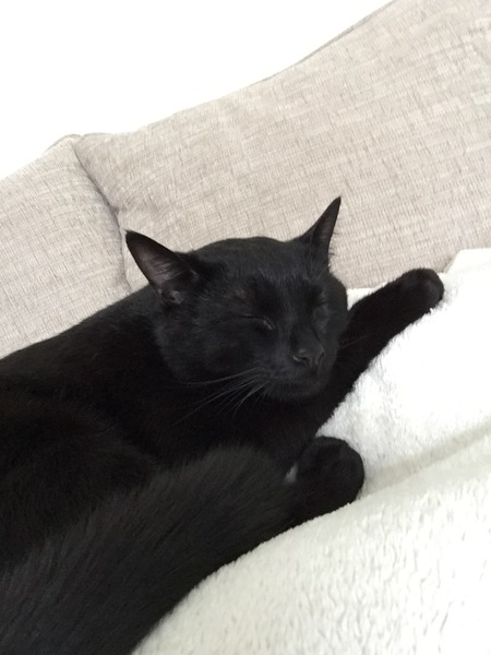 My new cat!