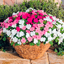 Balcony/porch plant inspiration